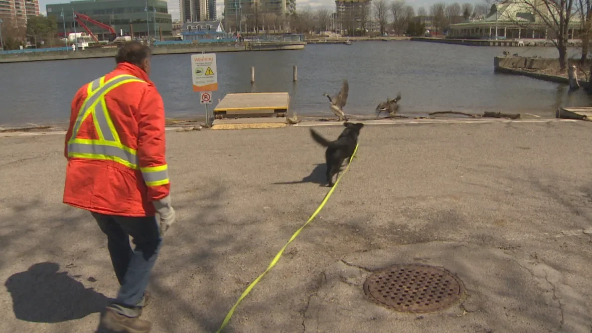Dan Frankian and hawkeye dog chasing Canadian geese/Doug Husby/CBC