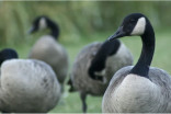 Vancouver overrun by Canada geese, officials taking action