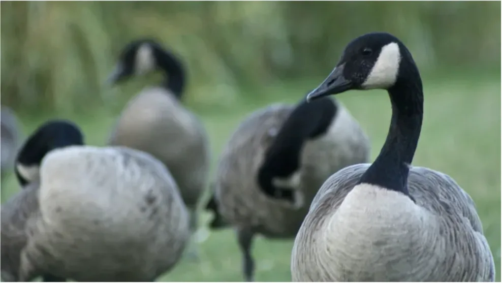 CBC: Canada geese have become a nuisance around Vancouver, where park board officials are carrying out an egg addling program to keep their population under control. (Rafferty Baker/CBC)