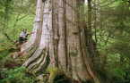 Behemoth tree in B.C. nearly as wide as a Boeing 747 airplane cabin
