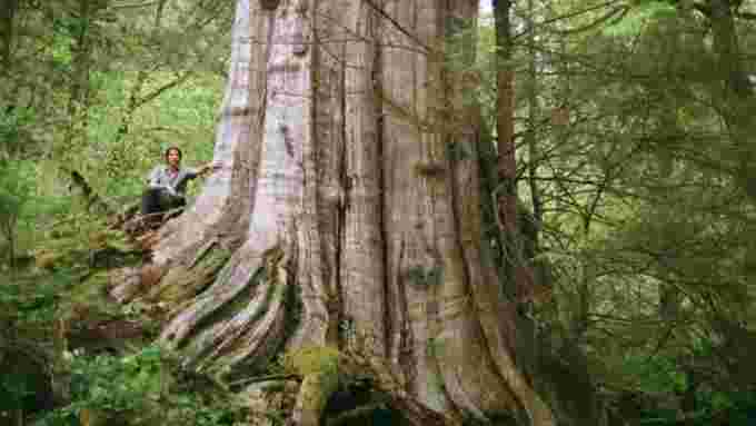 giant-western-red-cedar-in-north-vancouver-rainforest/Colin Spratt via CBC