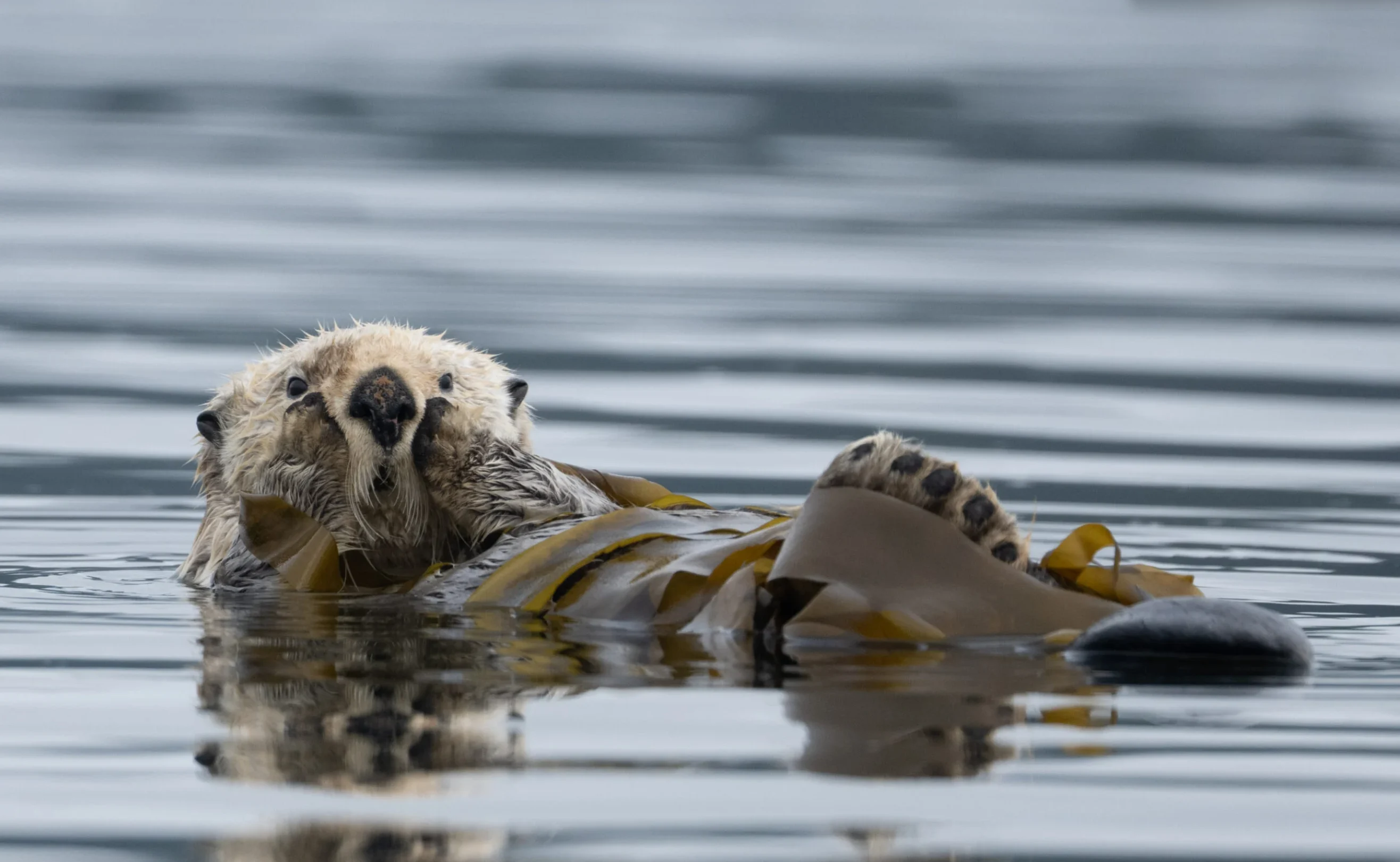 No Re-use: Canadian Geographic Anthony Bucci - sea otter