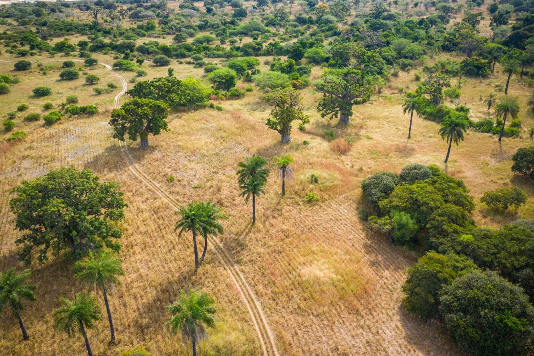 What is Africa's Great Green Wall and how could it affect the climate?