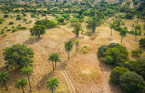 What is Africa's Great Green Wall and how could it affect the climate?