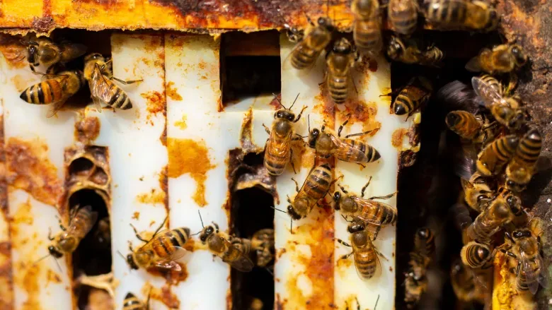 University builds buzz for bees with cameras showing world of hives