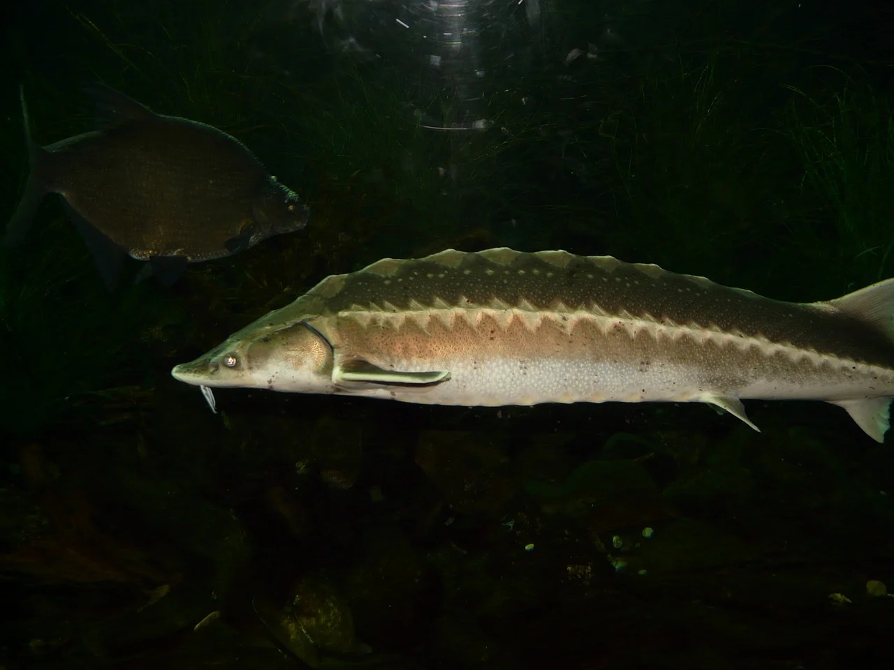 european sturgeon fish swim fins aquarium acipenser sturio baltischer sturgeon bony fish disturb-1148550.jpg!d