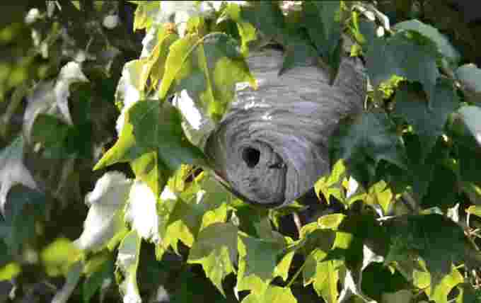 The Weather Network How To Properly Remove A Beehive Or Wasp Nest