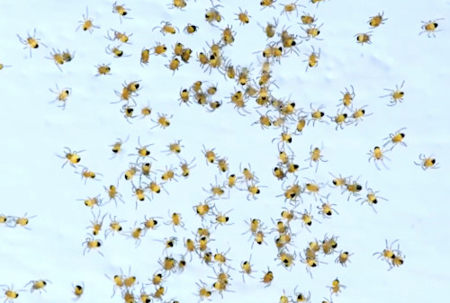 The Weather Network - Spider baby boom observed in the Arctic as ...