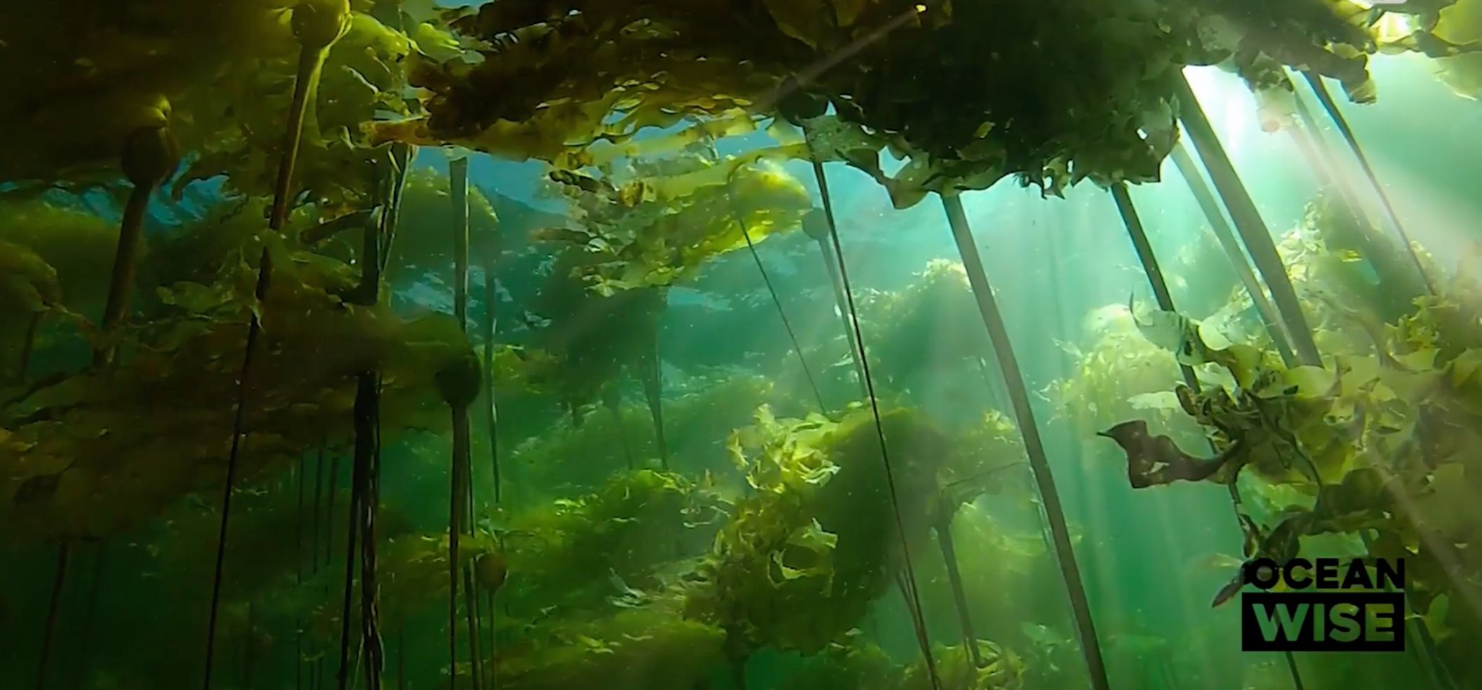 The Forest Beneath the Waves: Why kelp matters and how Canadians can help