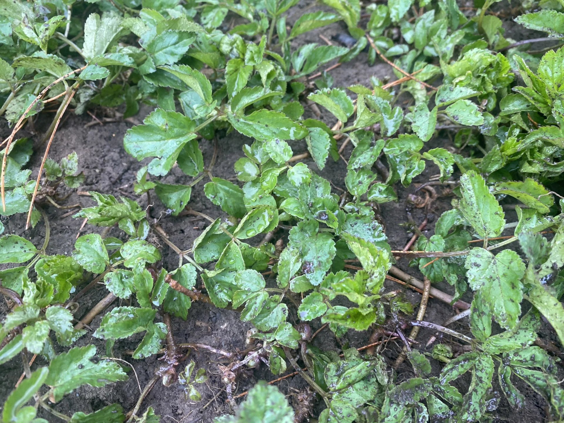 This weed is 'every gardener's nightmare', how to manage its spread