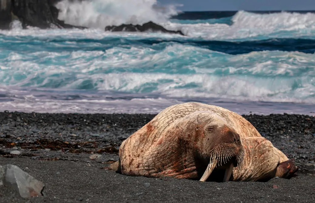 Alick Tsui - Walrus