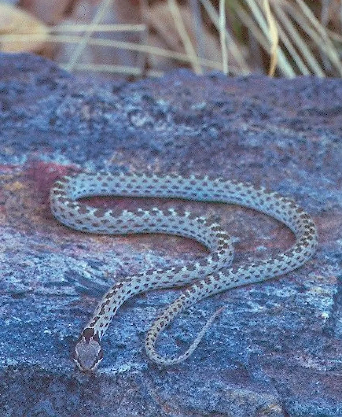 CBC: The Desert night snake (Okanagan Similkameen Stewardship)