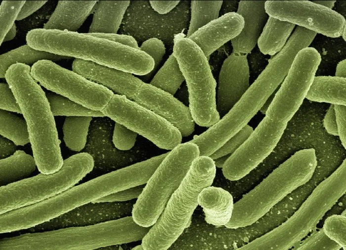 koli-bacteria-123081 1280