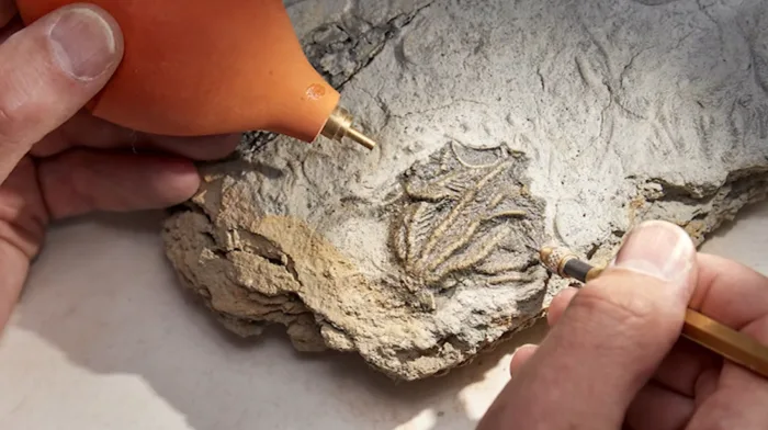 Des fossiles vieux de 167 millions d'années