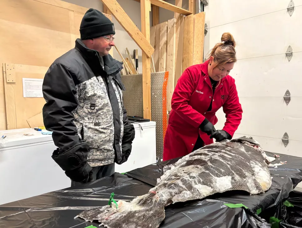 CBC - Halibut fish in Fjord Musuem - Melissa Paradis - Radio Canada