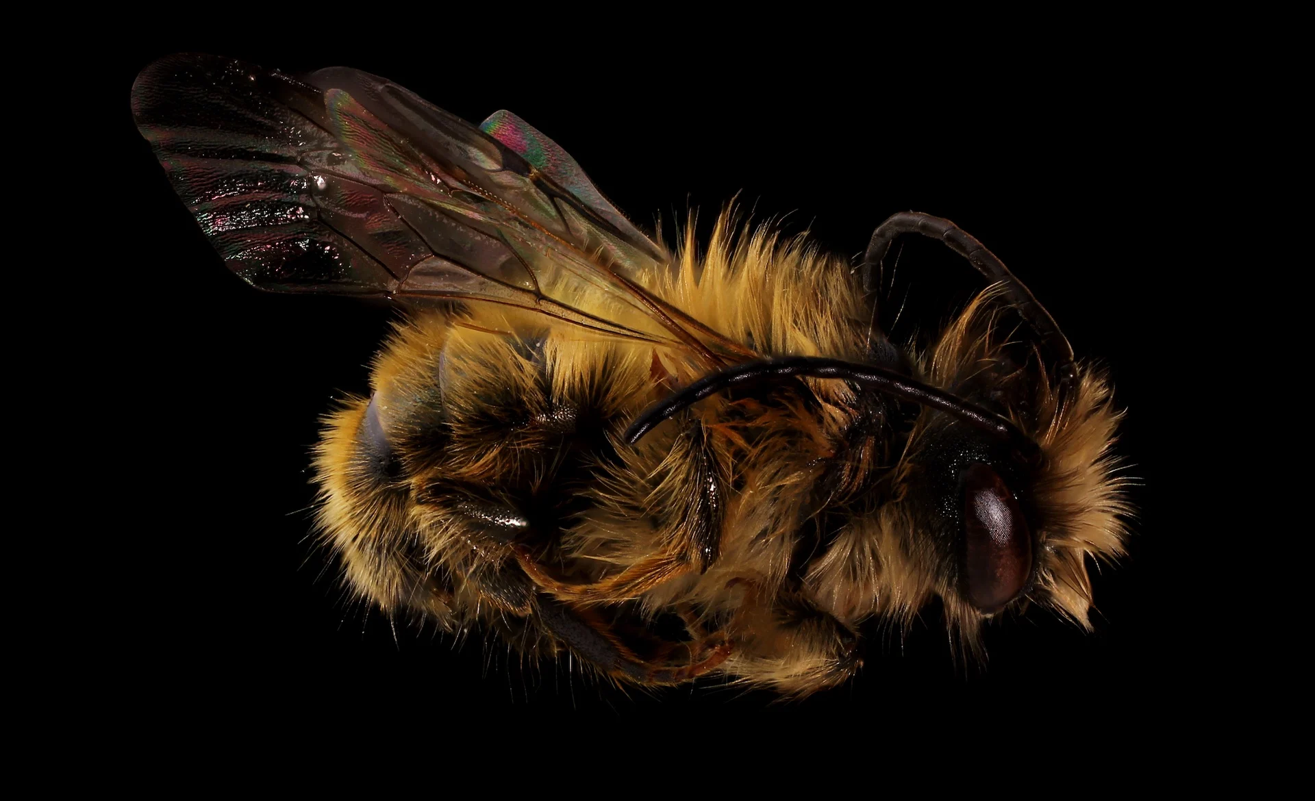 Mason Bee (Osmia taurus) (12376108403)/Wikipedia