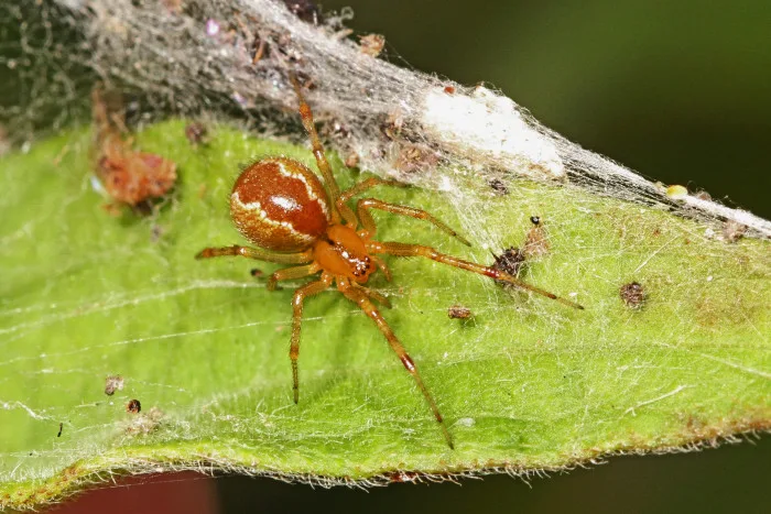 Social Cobweb Spider - Anelosimus studiosus, Loxahatchee National Wildlife Refuge, Boynton Beach, Florida