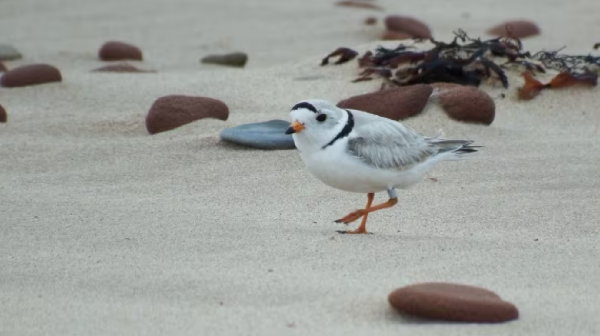 Piping plover population steady at P.E.I. National Park, Fiona may have helped