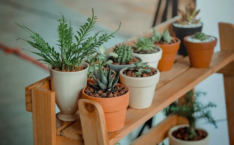 Take your green thumb indoors with these 6 houseplant products