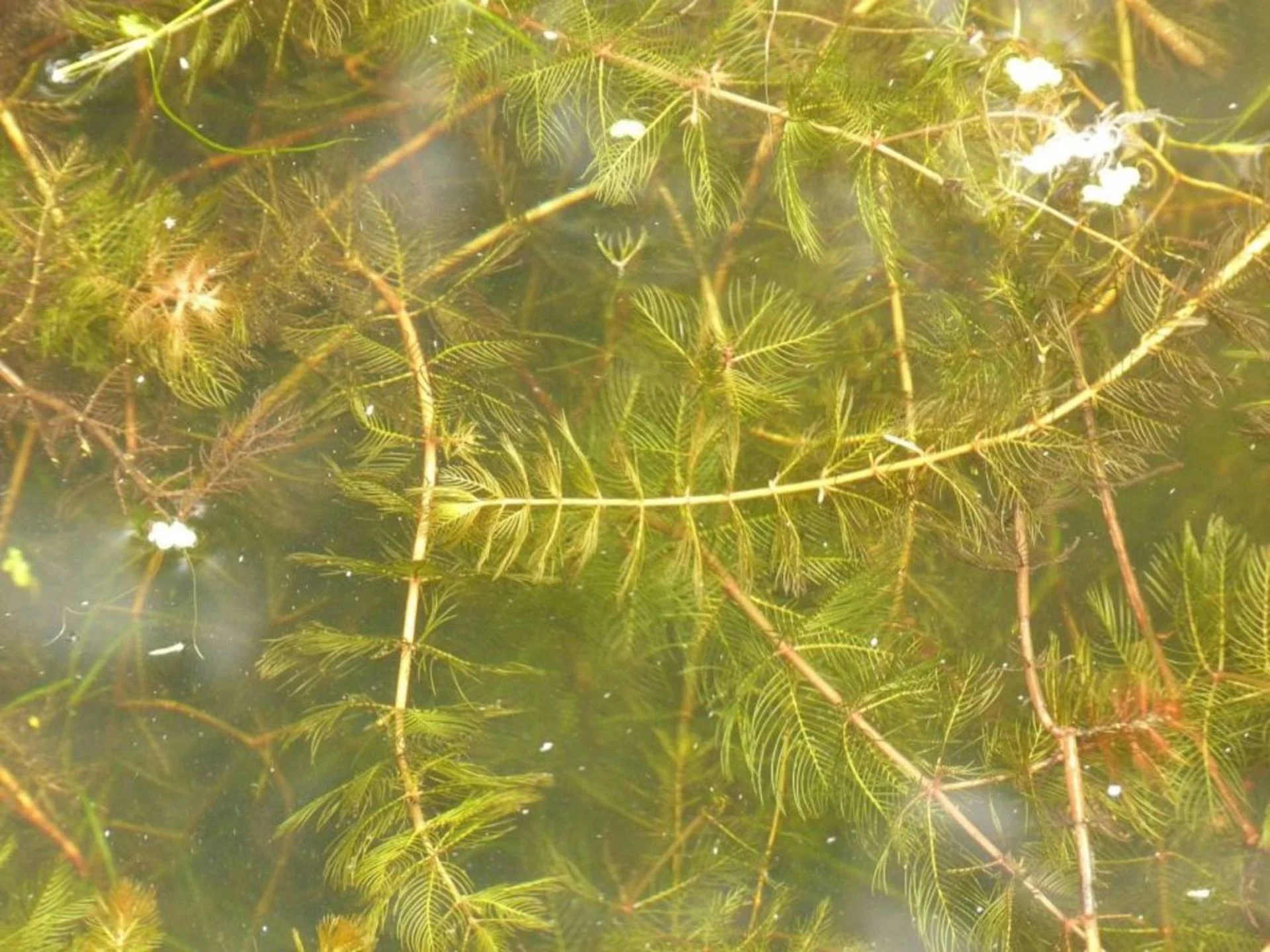 Cette plante envahissante est un véritable fléau au Québec