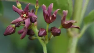 Watch out for this prolific, invasive plant found throughout Ontario