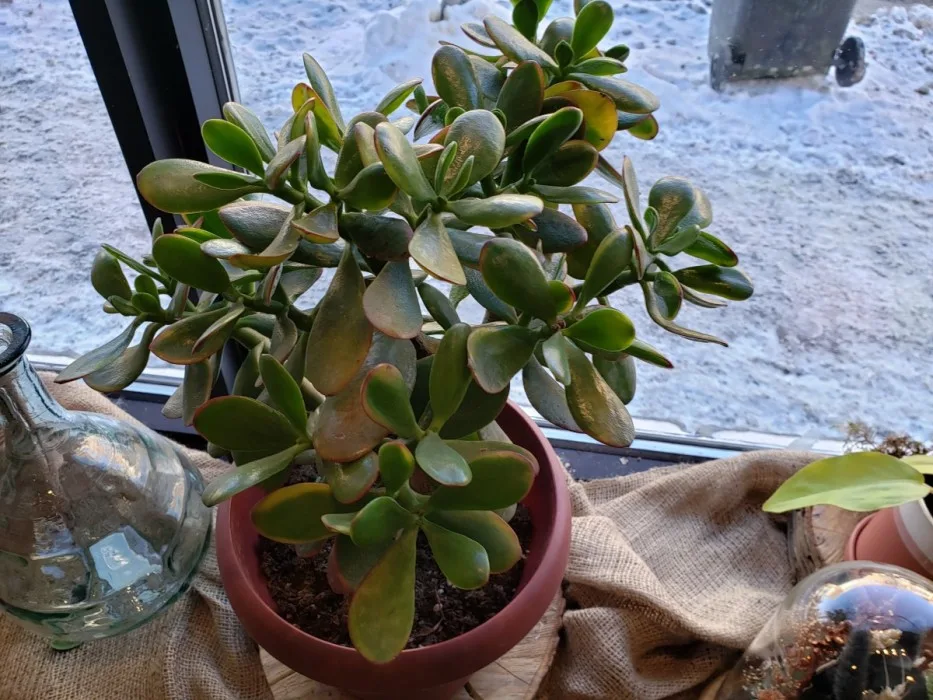 crassula-succulente