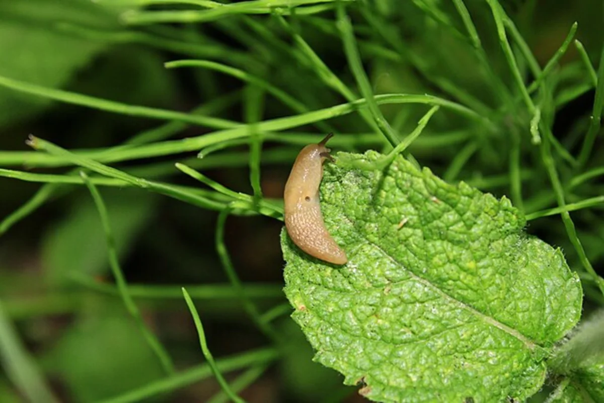 How to prevent slugs from ruining your summer garden - The Weather Network