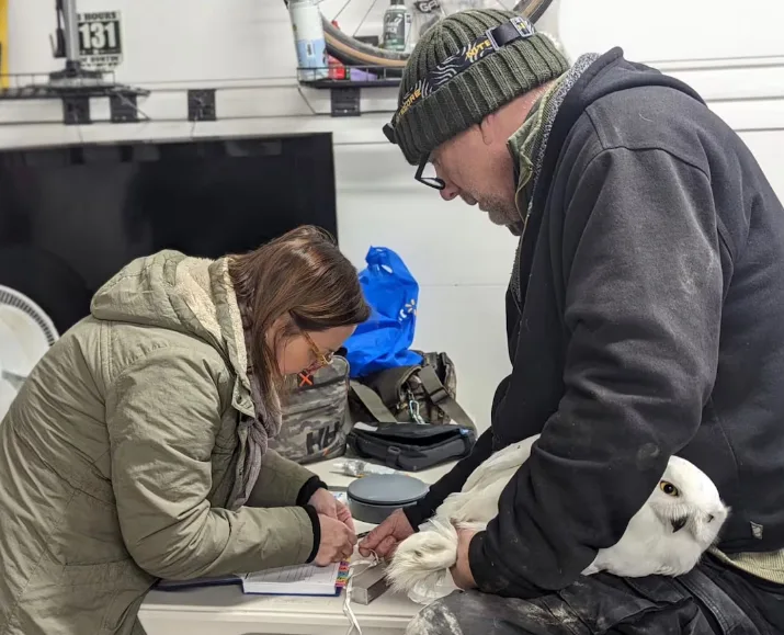 CBC: Ontario raptor specialists Charlotte England and Malcolm Wilson put a GPS tag on a snowy owl named Newton for Project SNOWstorm. (Maria Mak/Project SNOWstorm)