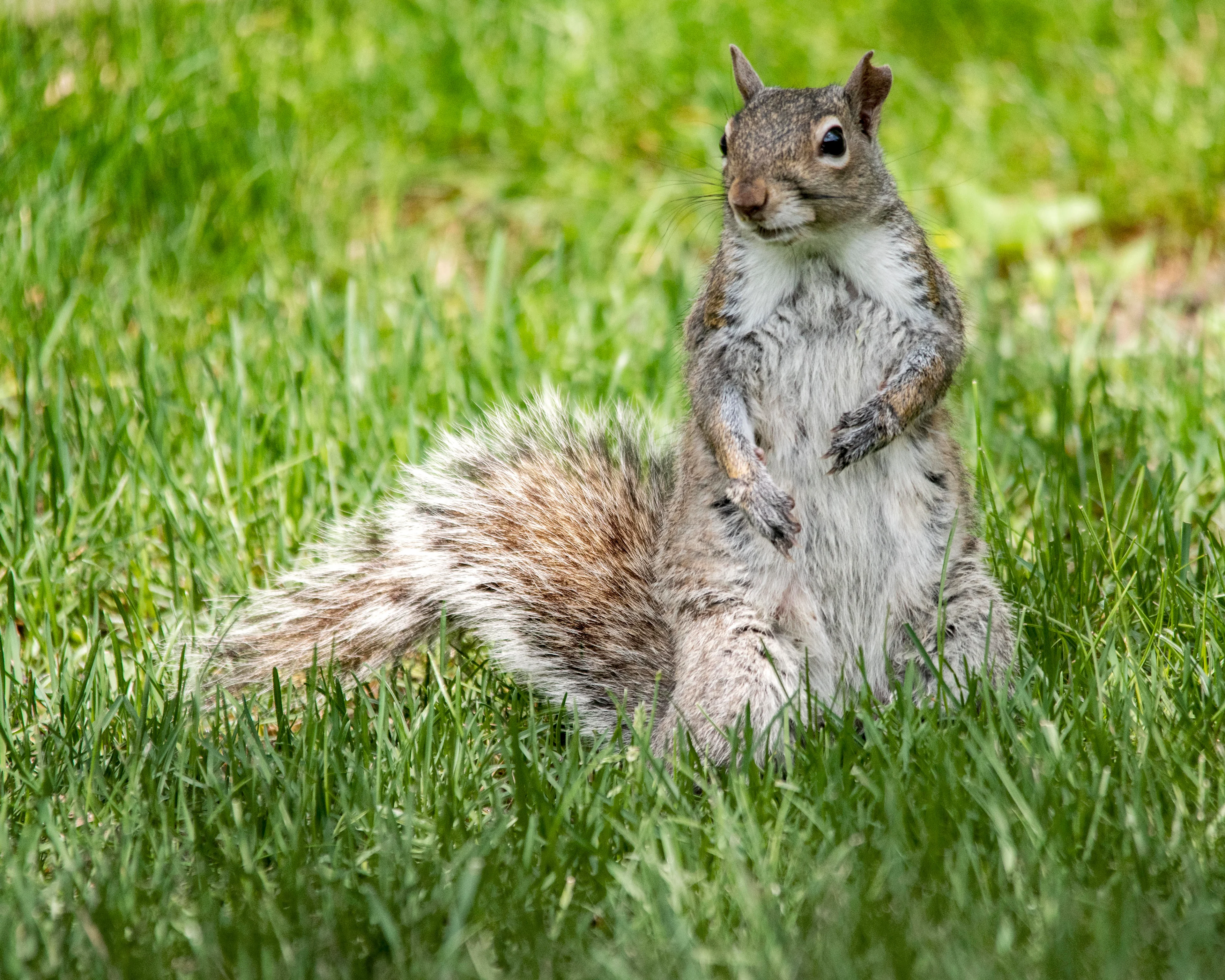 squirrel - jayne 2