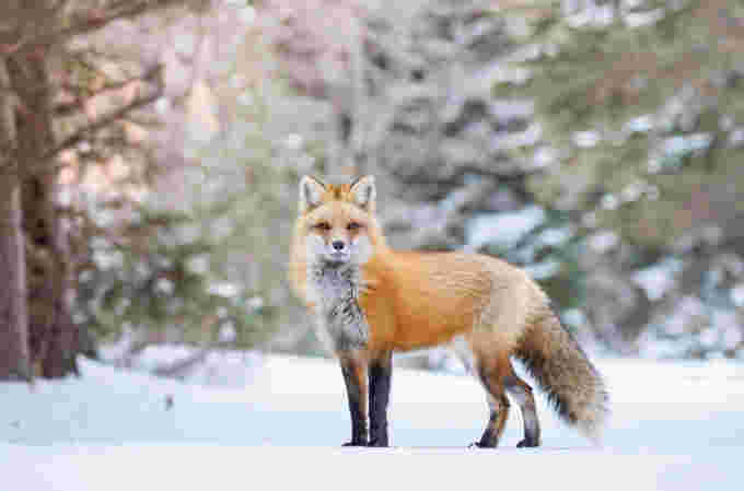 Red fox vixen - CWF Reflections of Nature Photo Contest/Brittany Crossman/Do not reuse
