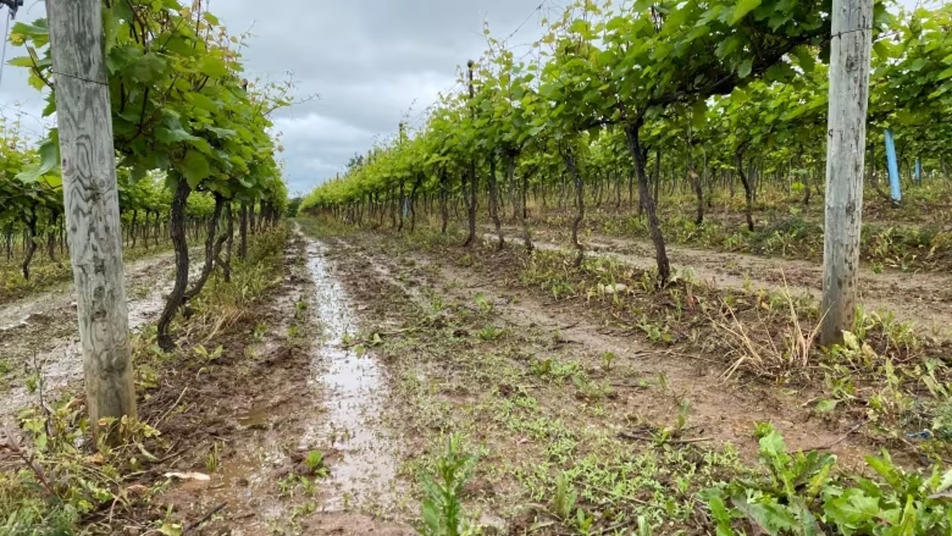 Farmers struggling with waterlogged crops after rainy start to summer