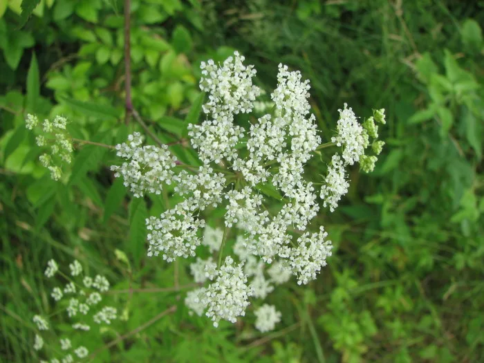 Cicuta maculata inflorescence