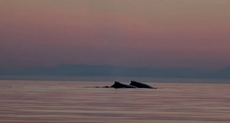 CBC whales at sunset