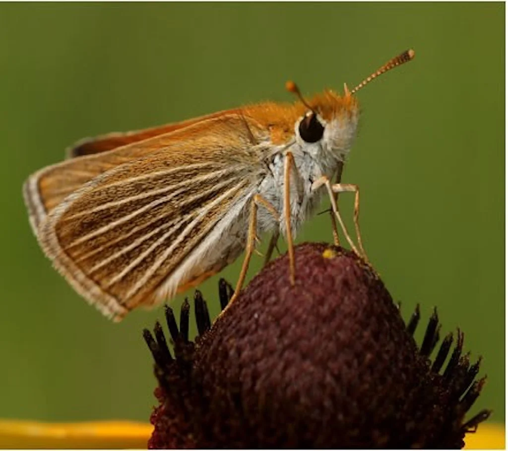 Poweshiek skipperling