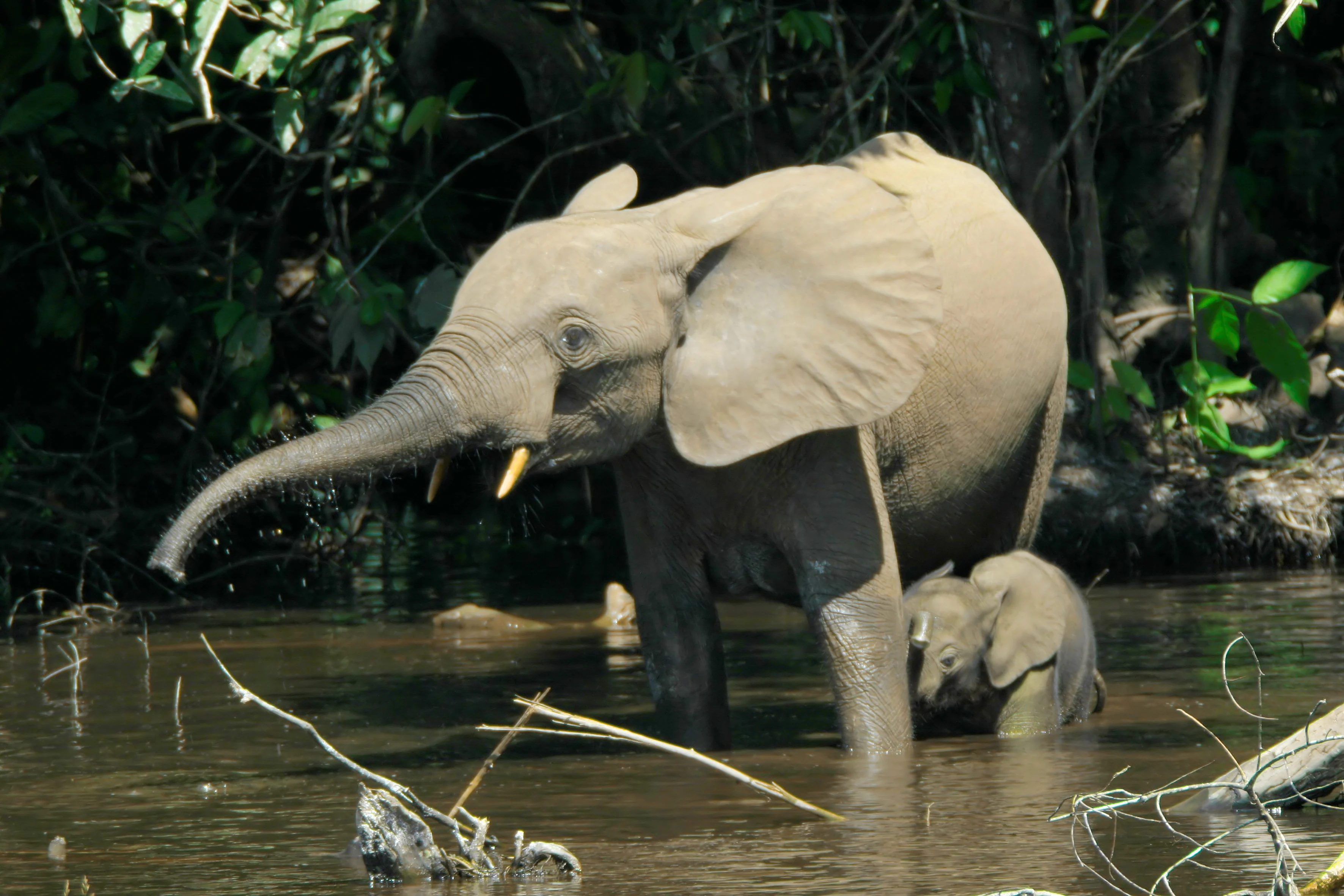 forest elephant Loxodontacyclotis wikimedia