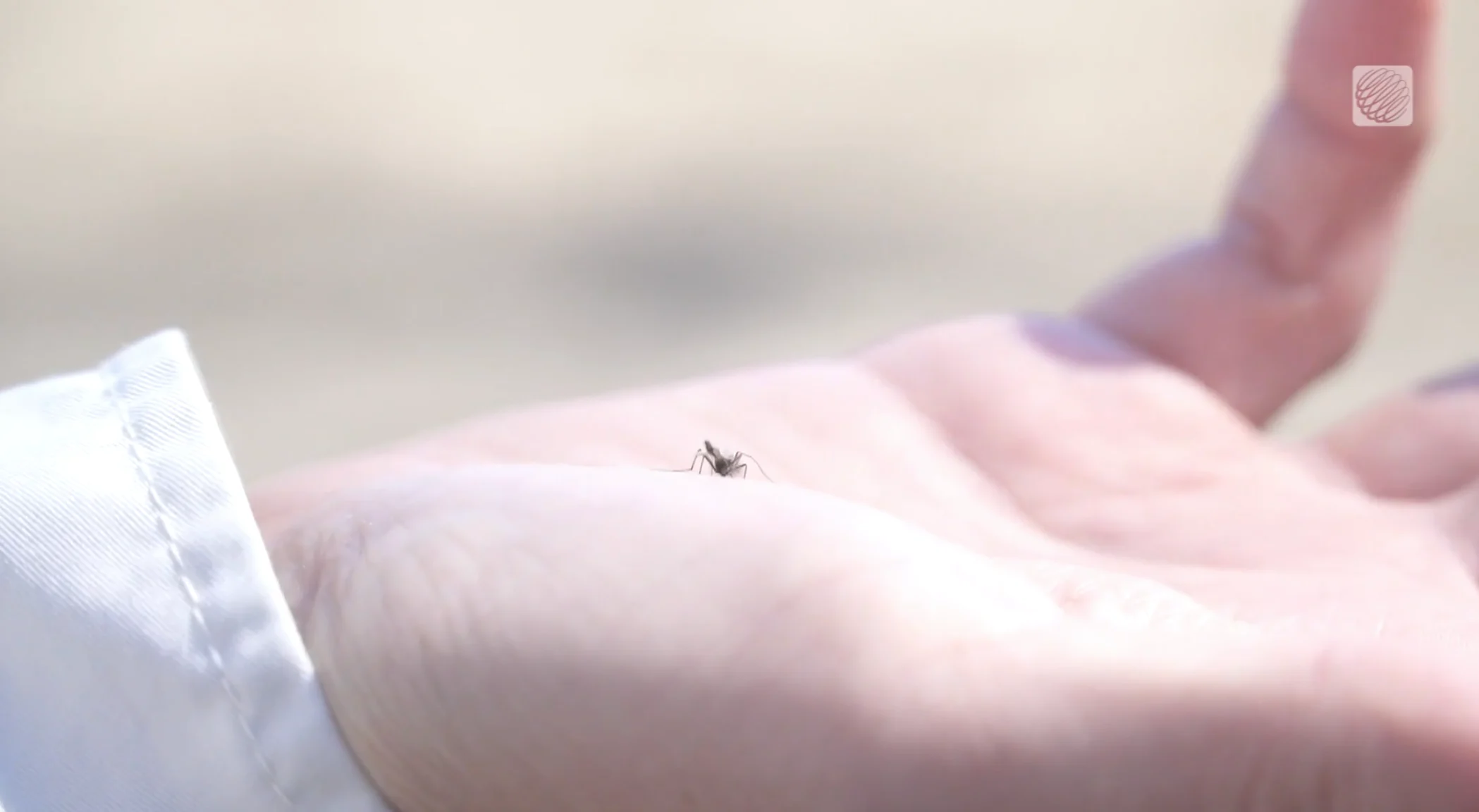 Michael Vann: Midge on hand