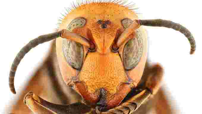 northern-giant-hornet/Entomological Society of America via CBC