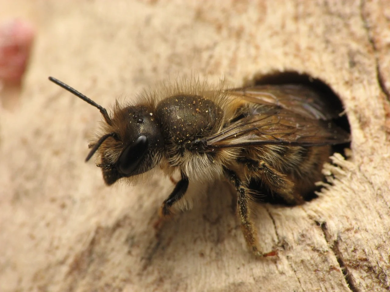 Osmia cornifrons (non-native mason bee)