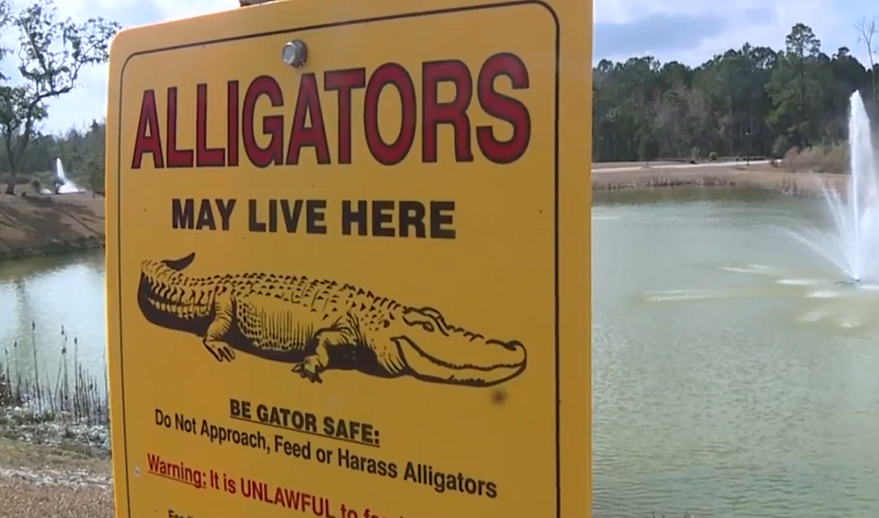 Orange alligators are turning heads in South Carolina
