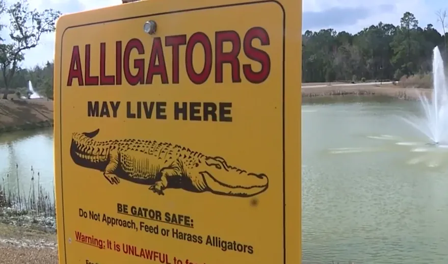 Orange alligators are turning heads in South Carolina - The Weather Network