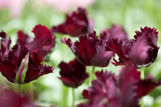 GETTY IMAGES black parrot tulip