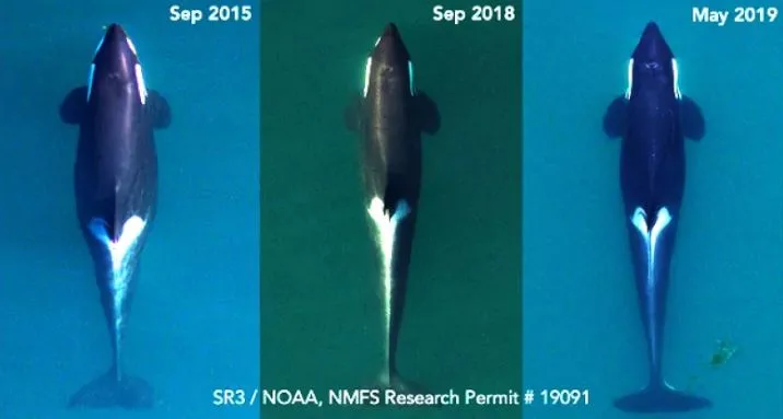J17 before and after orca NOAA