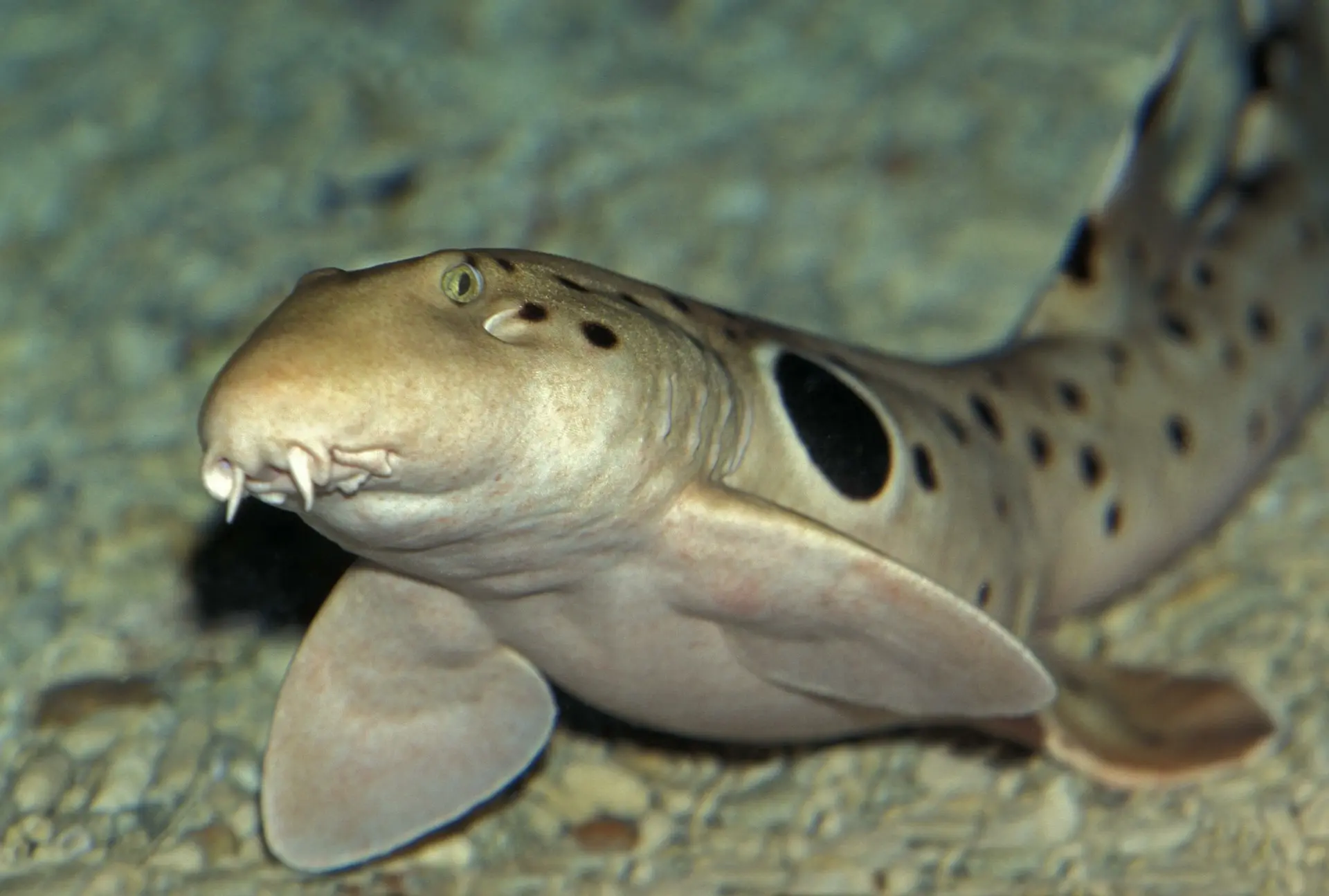 Baby sharks becoming more exhausted, smaller due to climate change