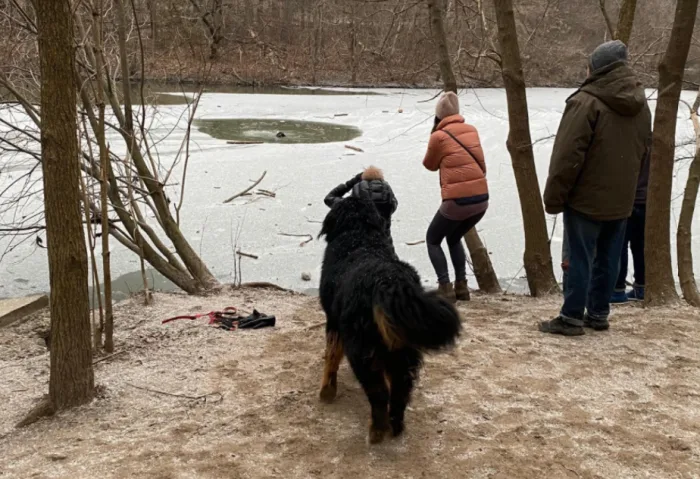 Here's what to do if your pet falls into icy water