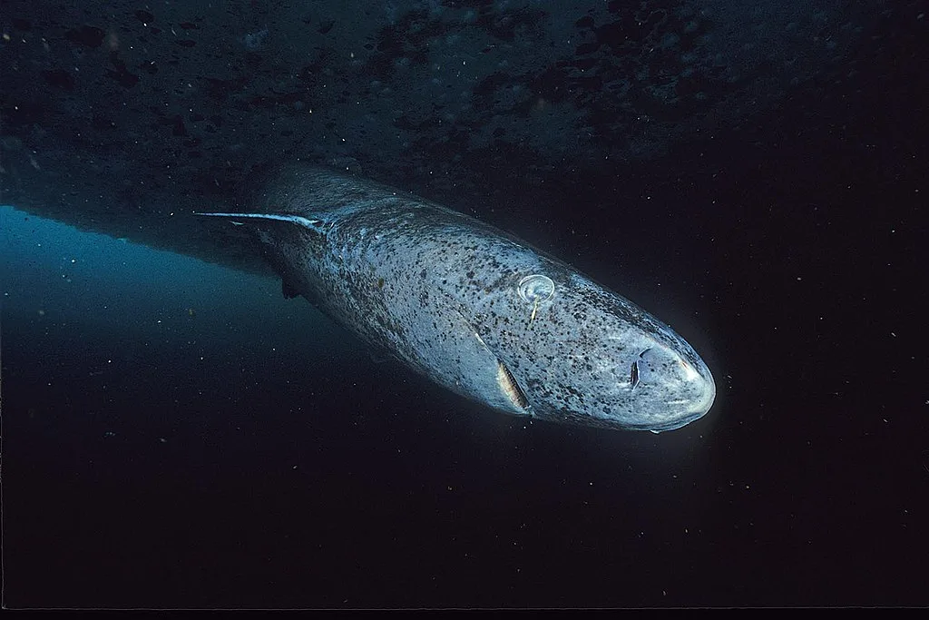 Greenland shark Hemming1952 Wikipedia