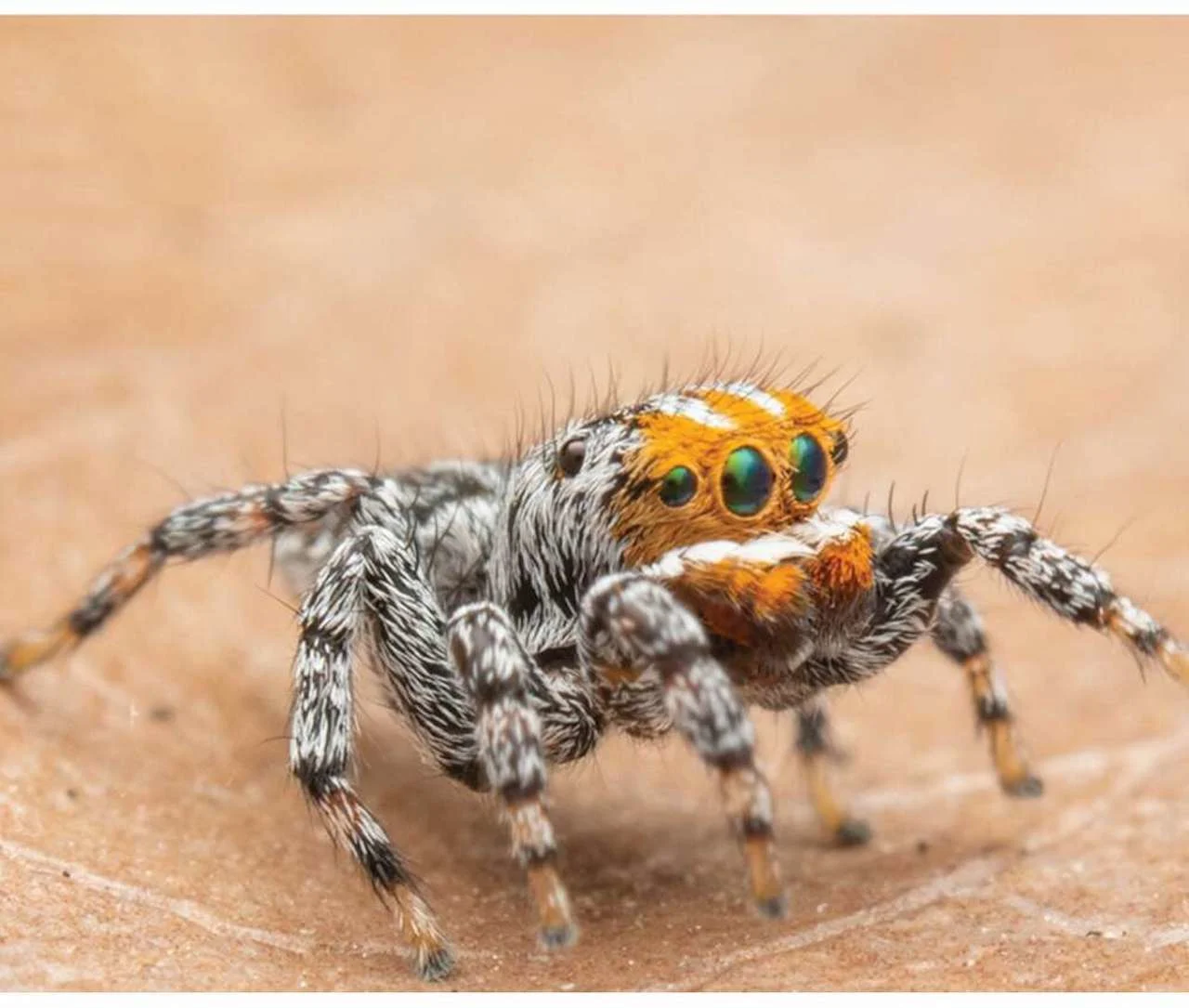 Nemo spider/Joseph Schubert | Museums Victoria