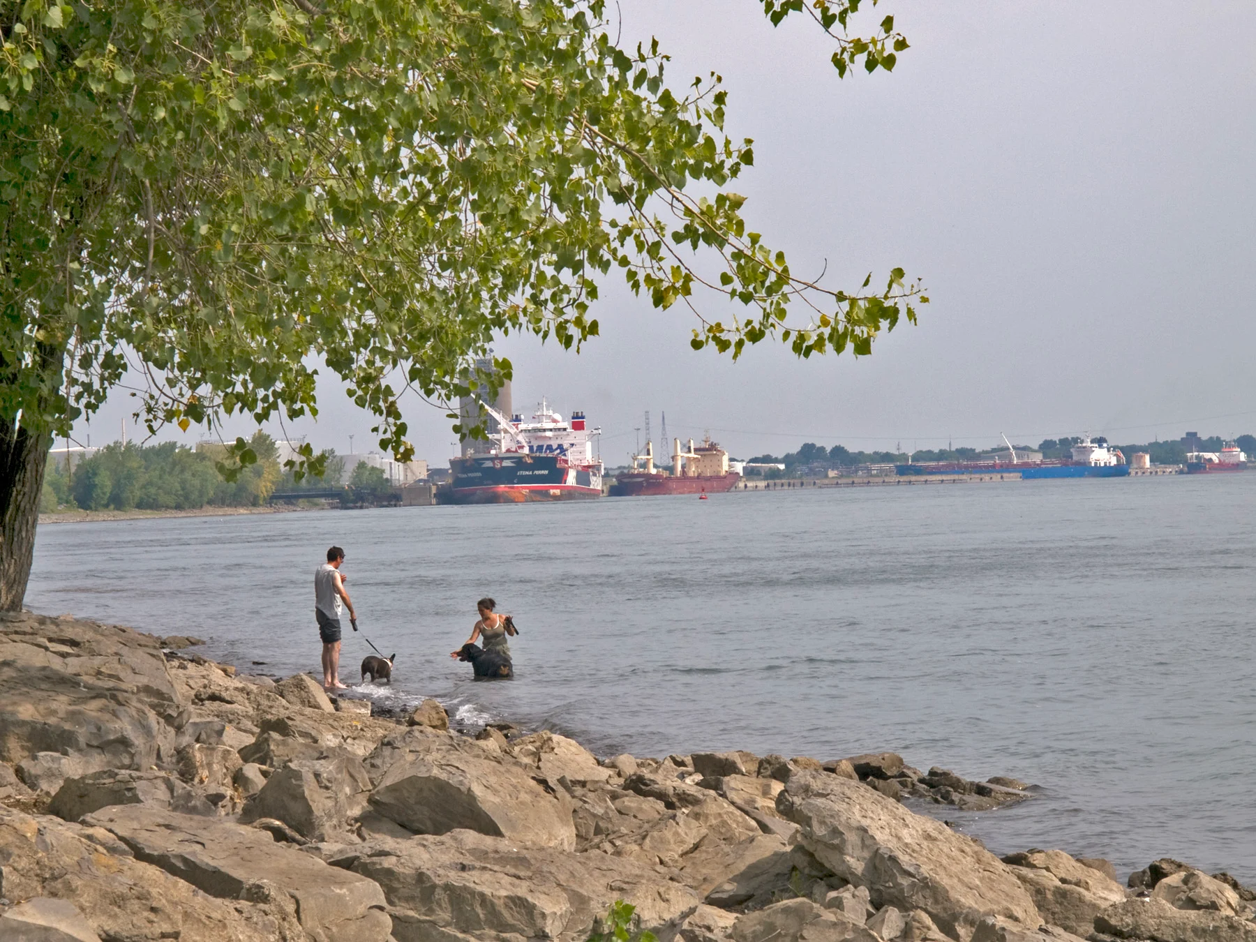 L'eau riveraine autour de Montréal se détériore