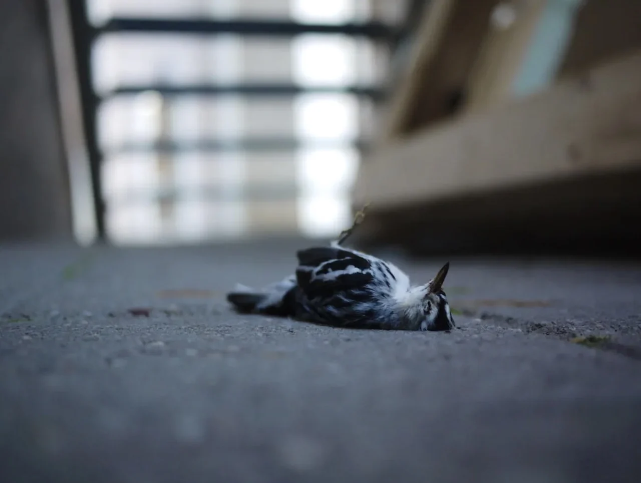 Dead bird/Safe Wings Ottawa/CBC