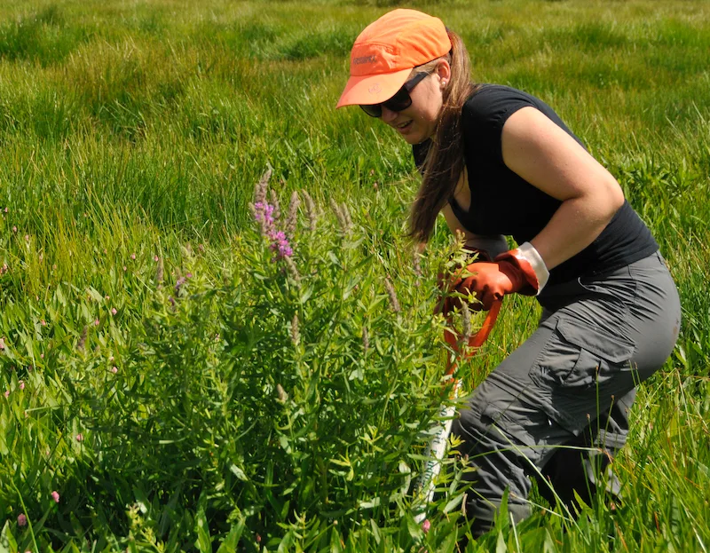 Volunteer removing purple loosestrife