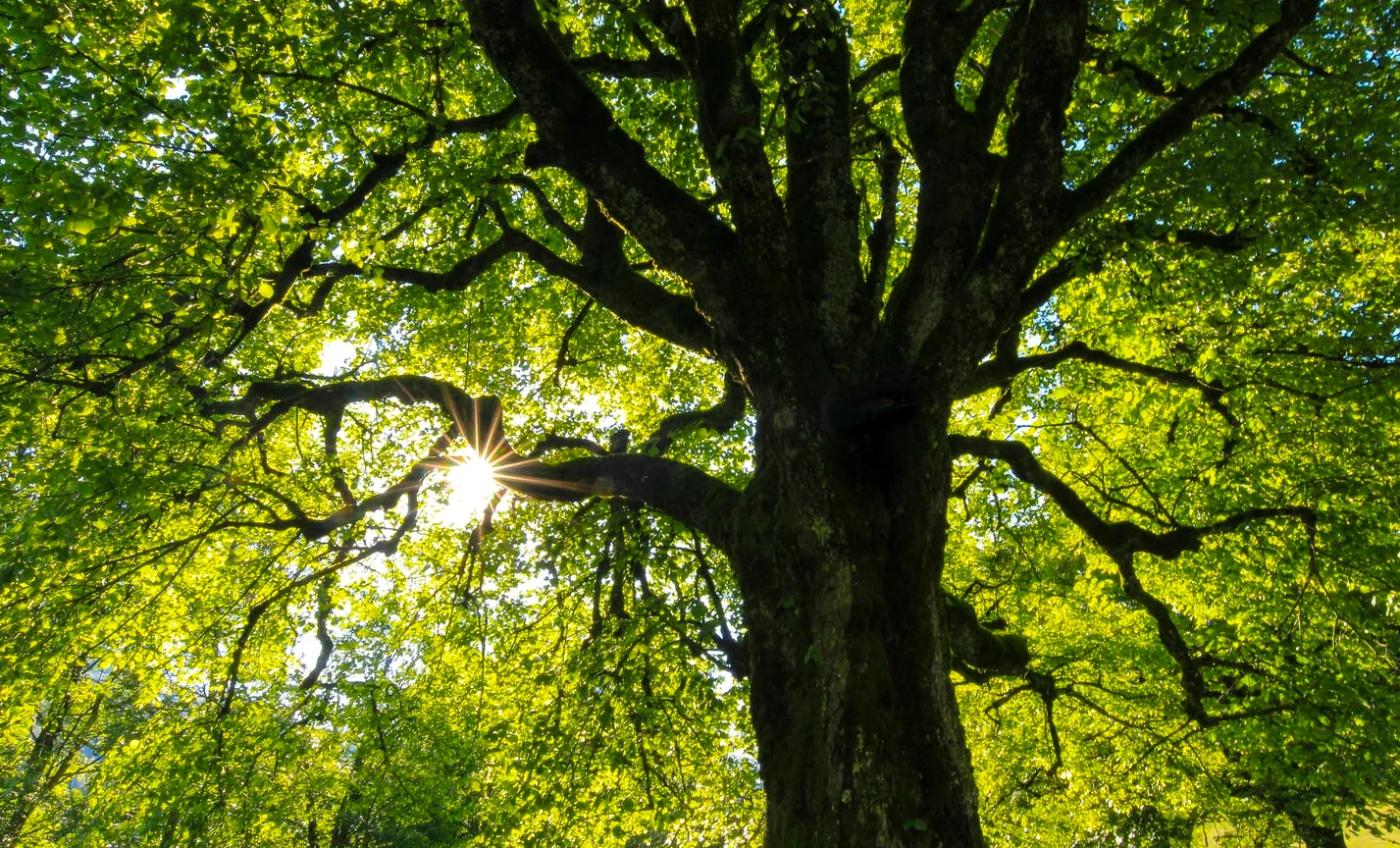 Planter mille milliards d'arbres, solution contre les changements climatiques ?